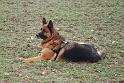 BASKO DU CLOS DU SCHAUENBERG