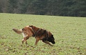 DIGUER DU FOXENE