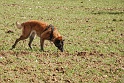 SHEBA DE LA FONTAINE DE L