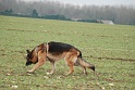 TINKO DU PLATEAU DU VAL D