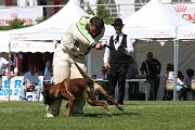 ARRON DU DOMAINE DU CHENIL DE LA TOUR 0157