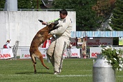 VANDAL DES LOUPS DE GENAIN_0116