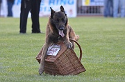 Boomerang (chien en blanc)