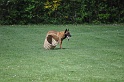 DSC_0332 (2)