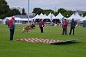 DOGO DU DOMAINE DE CAUVIGNY DIT DARIUS-081