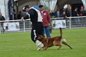 DOGO DU DOMAINE DE CAUVIGNY DIT DARIUS-149