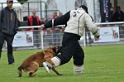 DOGO DU DOMAINE DE CAUVIGNY DIT DARIUS-154