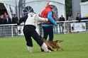 DOGO DU DOMAINE DE CAUVIGNY DIT DARIUS-162