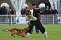 DOGO DU DOMAINE DE CAUVIGNY DIT DARIUS-171