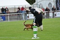 DOGO DU DOMAINE DE CAUVIGNY DIT DARIUS-196