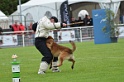 DOGO DU DOMAINE DE CAUVIGNY DIT DARIUS-204