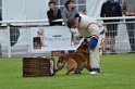 DOGO DU DOMAINE DE CAUVIGNY DIT DARIUS-236