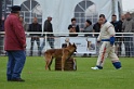 DOGO DU DOMAINE DE CAUVIGNY DIT DARIUS-239