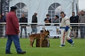 DOGO DU DOMAINE DE CAUVIGNY DIT DARIUS-240