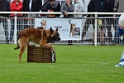 DOGO DU DOMAINE DE CAUVIGNY DIT DARIUS-263