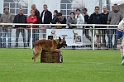 DOGO DU DOMAINE DE CAUVIGNY DIT DARIUS-264