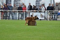 DOGO DU DOMAINE DE CAUVIGNY DIT DARIUS-265