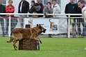 DOGO DU DOMAINE DE CAUVIGNY DIT DARIUS-266