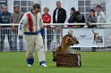 DOGO DU DOMAINE DE CAUVIGNY DIT DARIUS-270