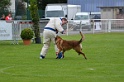 DOGO DU DOMAINE DE CAUVIGNY DIT DARIUS-300