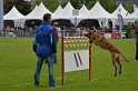 FEDZARRO DU BANC DES HERMELLES-030