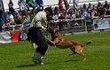 E'RED BULL DU BANC DES HERMELLES-108