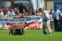 E'RED BULL DU BANC DES HERMELLES-219