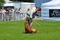 E'RED BULL DU BANC DES HERMELLES-327