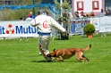 E'RED BULL DU BANC DES HERMELLES-438