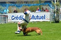 E'RED BULL DU BANC DES HERMELLES-440