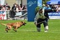 E'RED BULL DU BANC DES HERMELLES-449